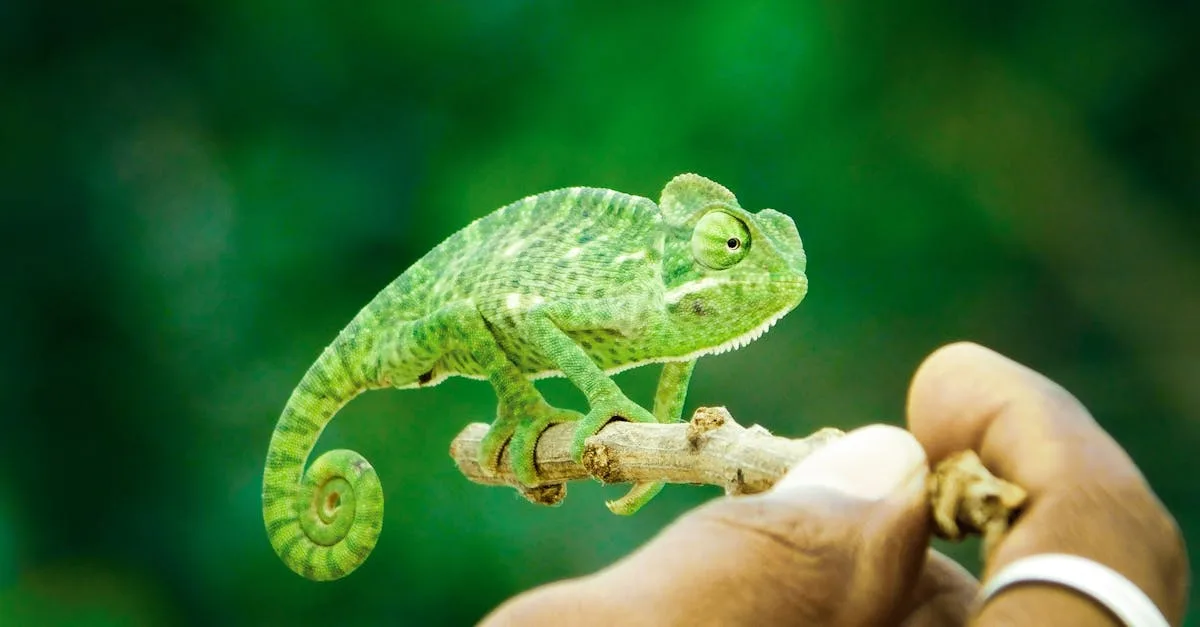 découvrez comment l'adaptation joue un rôle essentiel dans notre quotidien, des évolutions naturelles aux stratégies innovantes en entreprise et en développement personnel.