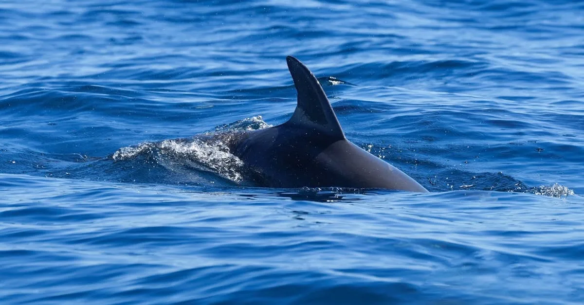 découvrez tout sur la nageoire de requin, son importance écologique et les enjeux liés à sa conservation.