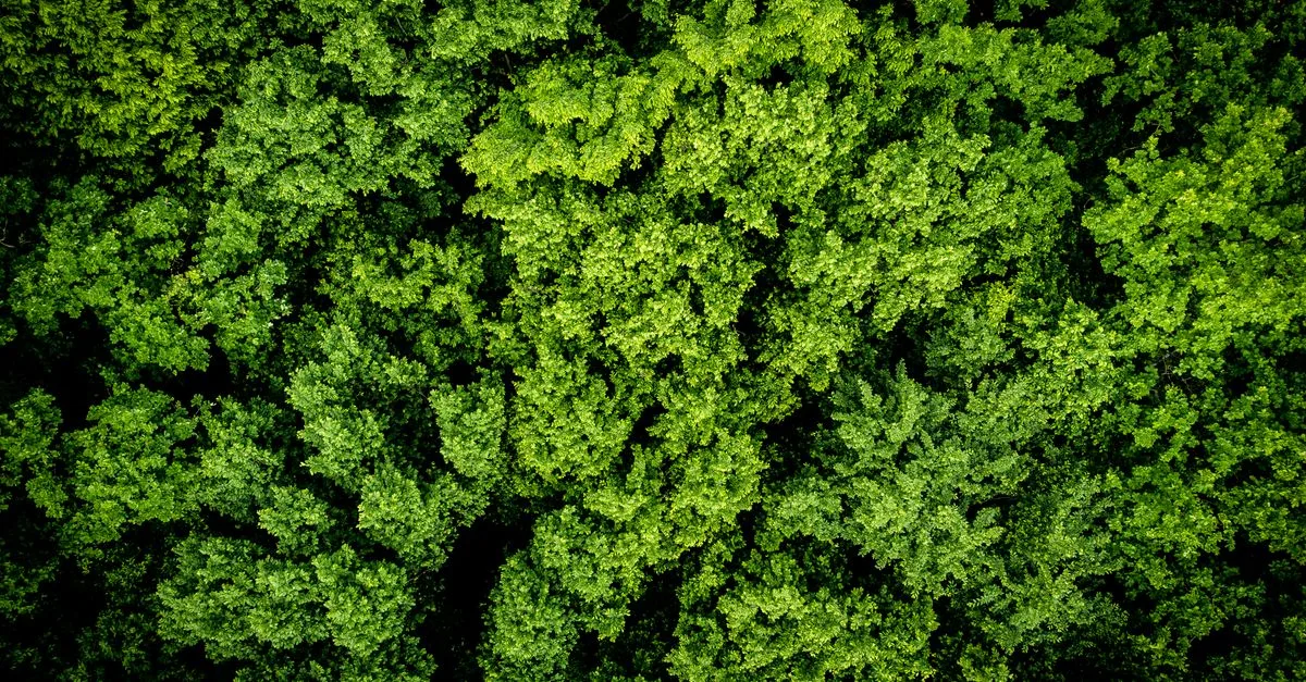 découvrez les réglementations environnementales essentielles pour protéger notre planète et assurer un développement durable.
