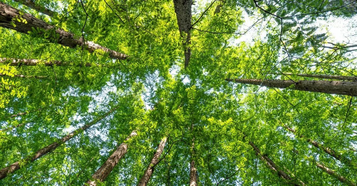 découvrez les réglementations environnementales essentielles pour protéger la nature et assurer un développement durable. comprenez les lois, normes et pratiques respectueuses de l'environnement.