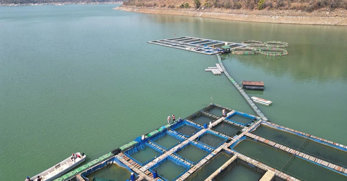 découvrez l'aquaculture intégrée, une approche durable combinant la culture de poissons, plantes et autres organismes pour optimiser les ressources et préserver l'environnement.