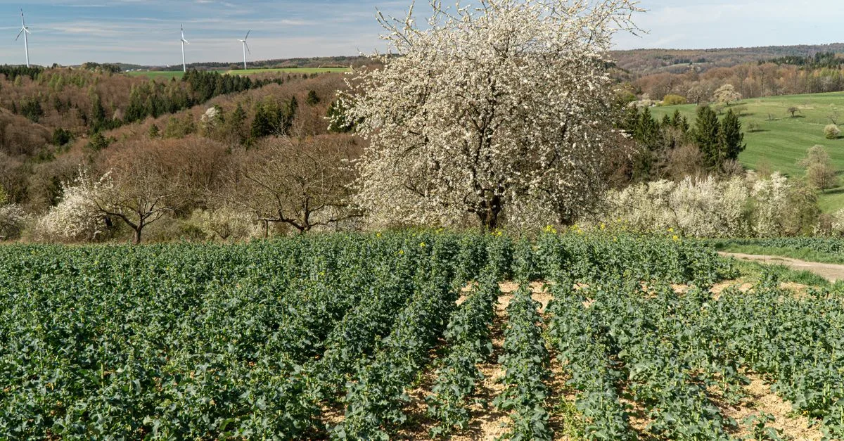 découvrez l'agriculture écologique, une méthode respectueuse de l'environnement qui favorise la biodiversité et la santé des sols pour une production durable et responsable.