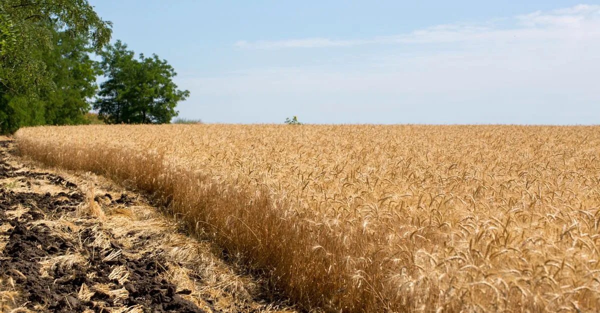 découvrez l'agriculture écologique, une méthode respectueuse de l'environnement qui favorise la biodiversité, préserve les ressources naturelles et soutient une production durable et saine.
