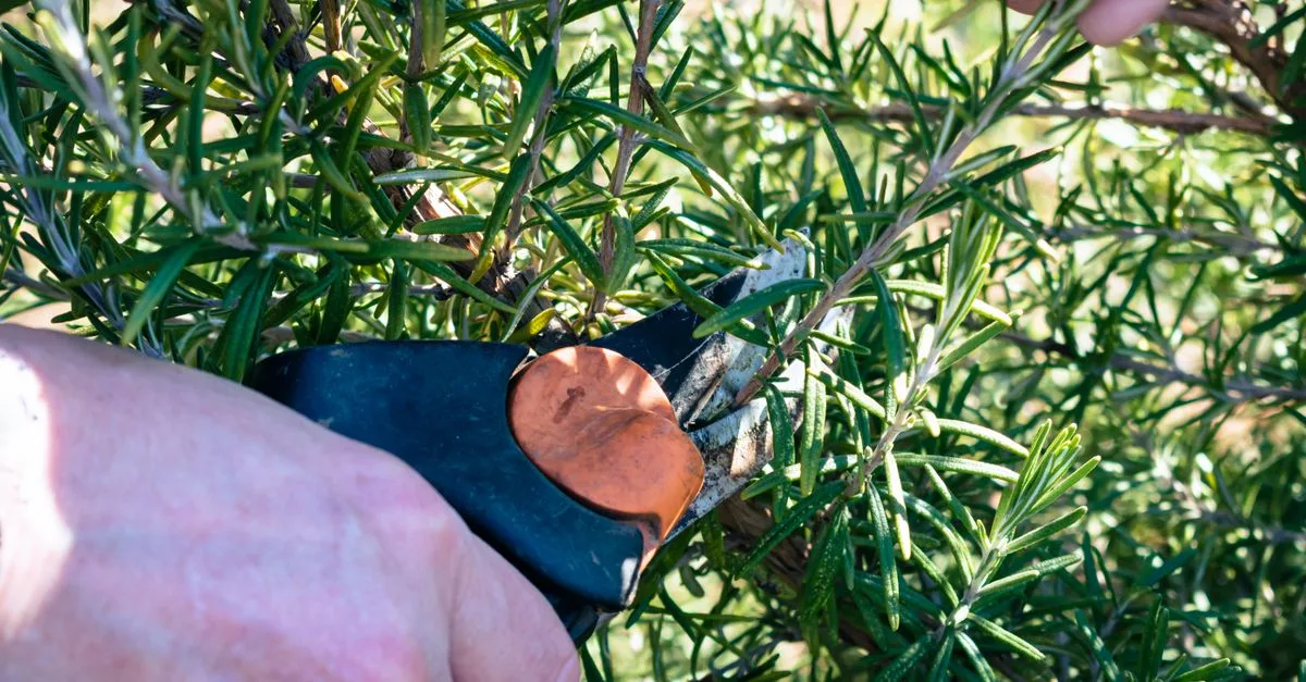 découvrez les meilleures techniques d'élagage pour entretenir vos arbres et arbustes, favoriser leur croissance et améliorer la santé de votre jardin.