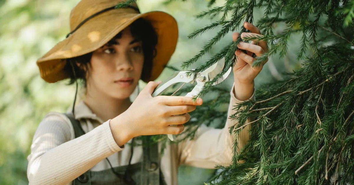 découvrez les meilleures techniques de taille pour vos arbres et arbustes afin de favoriser leur croissance et leur santé.